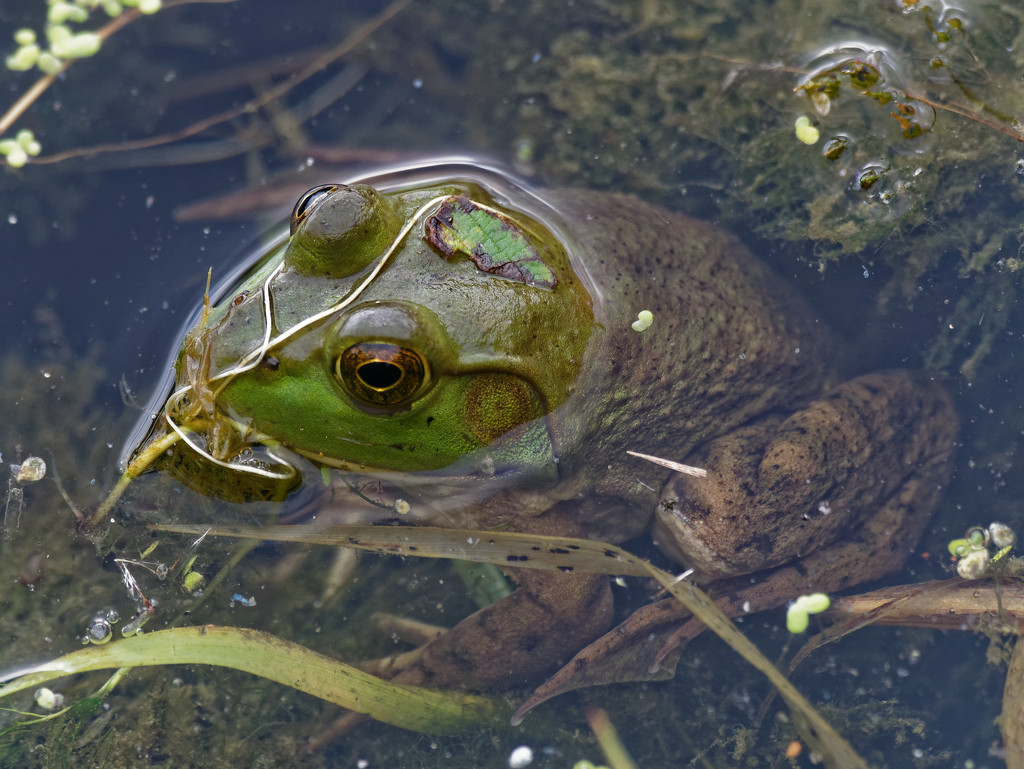 green frog by rminer