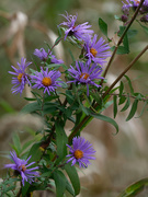 14th Oct 2018 - New England asters