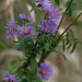New England asters by rminer