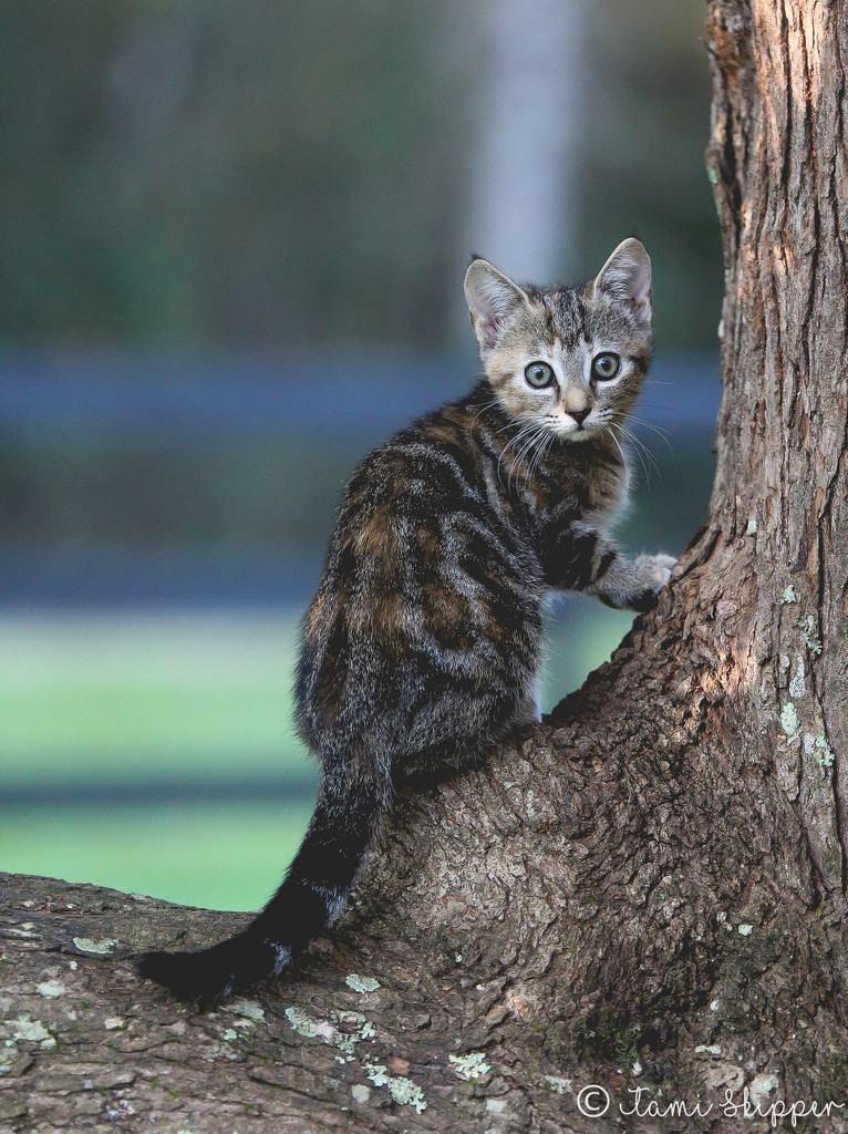 Kitten by tskipper