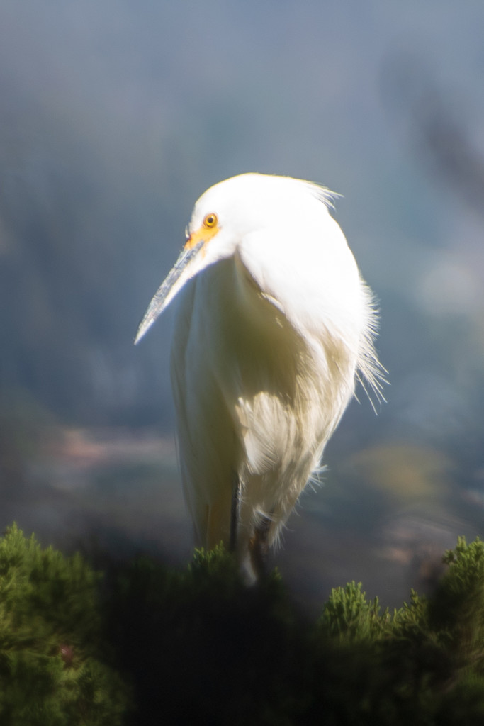 Portrait of an Egret by nicoleweg
