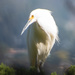 Portrait of an Egret by nicoleweg