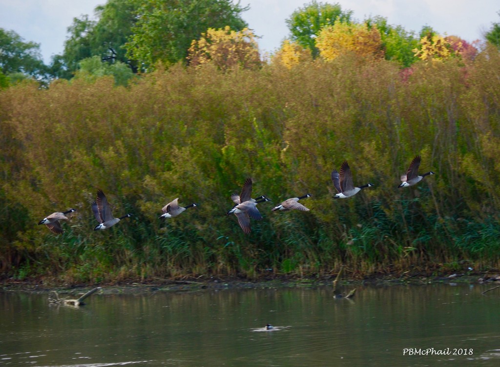 Geese in Formation by selkie