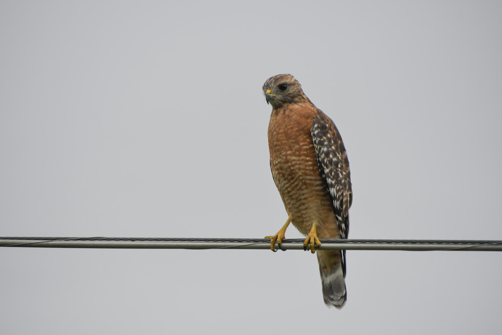 Cooper's Hawk by kareenking