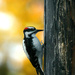 Downy Woodpecker? by gq