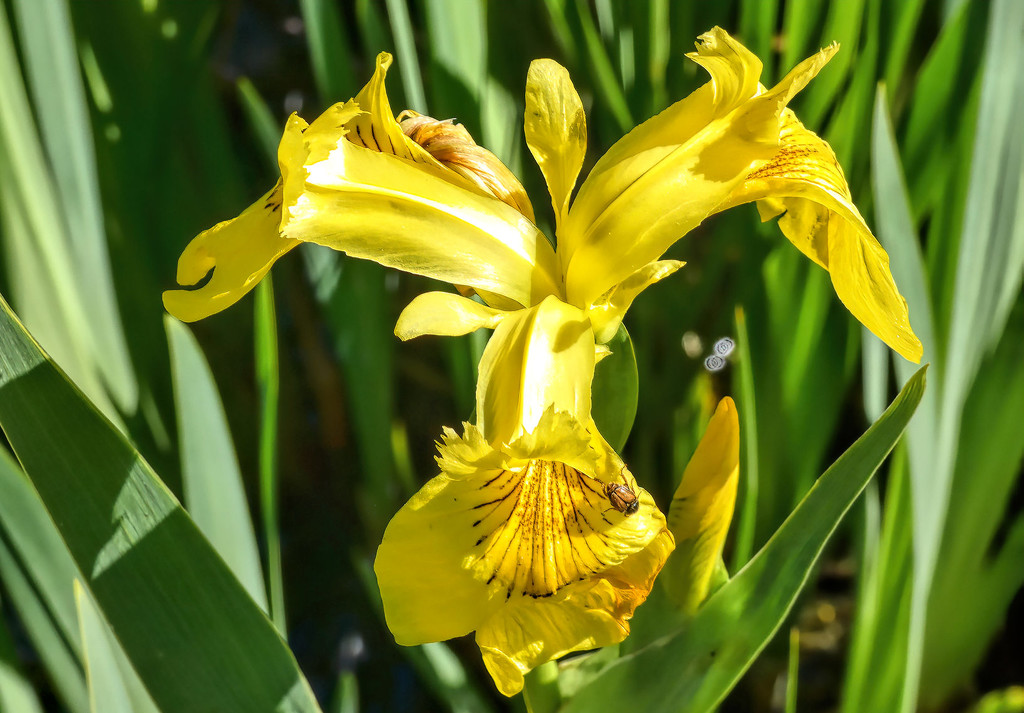 A yellow Iris by ludwigsdiana