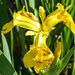 A yellow Iris by ludwigsdiana