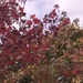Autumn colours.... by anne2013
