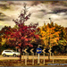 Autumnal look by stuart46