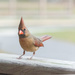 Female Cardinal by jnorthington