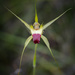Funnel Web Spider Orchid by jodies