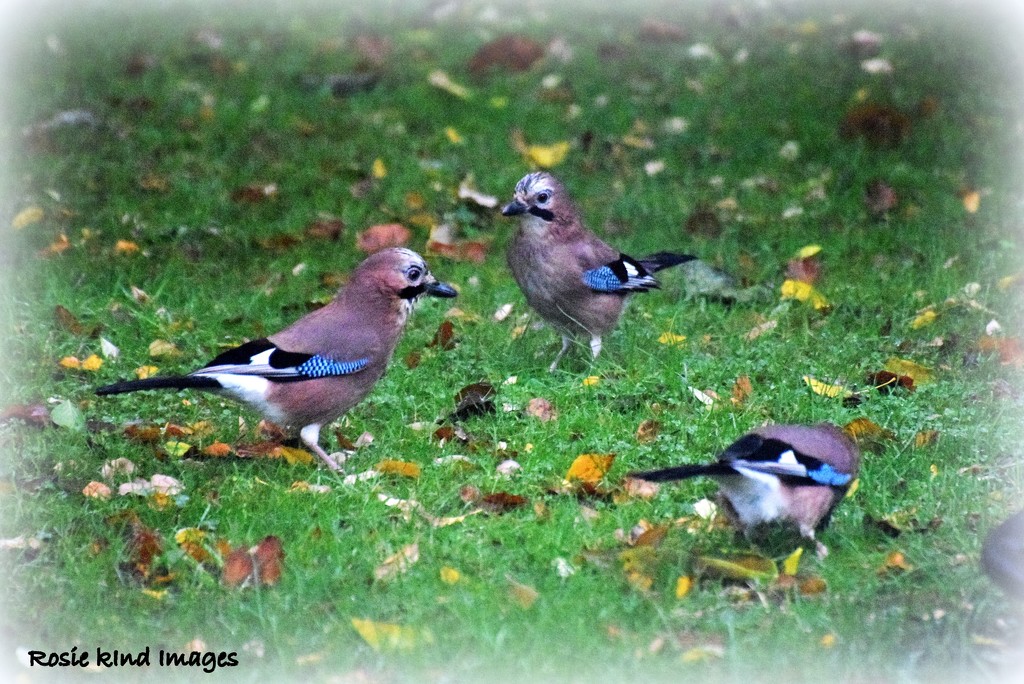 Not one, not two but three jays in my garden! by rosiekind