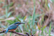 15th Oct 2018 - KIngfisher, female very wary