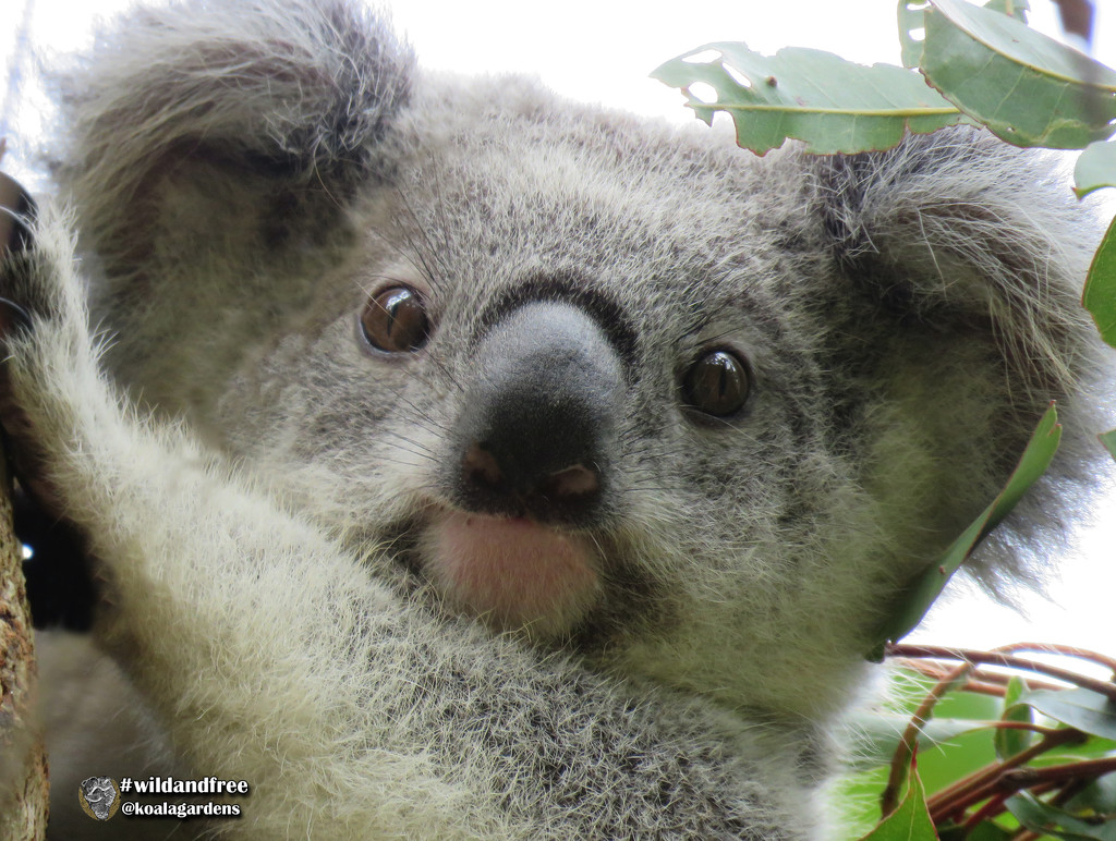 eye contact by koalagardens