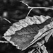 Light on a Leaf by fbailey