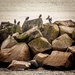Cormorants  by swillinbillyflynn