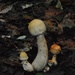 Day 287: Mushroom Family  by jeanniec57