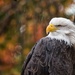 Bald Eagle by pamknowler