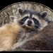 Raccoon by pamknowler
