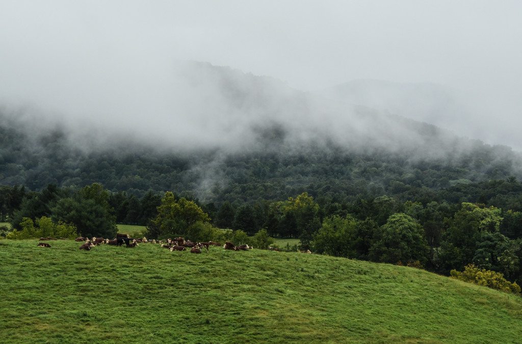 Cattle on a Hill by kareenking
