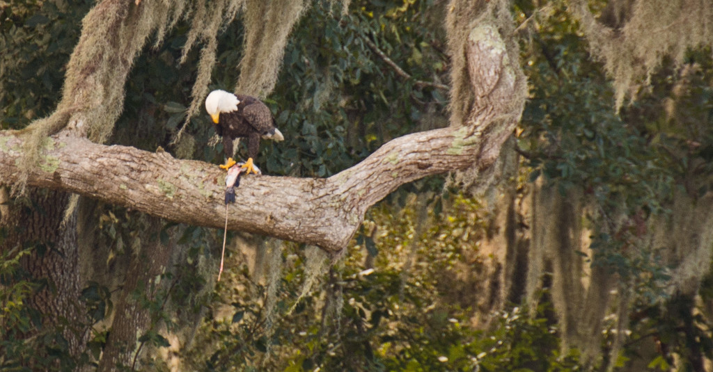 Bald Eagle Having Lunch! by rickster549