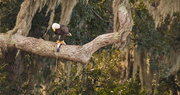 15th Oct 2018 - Bald Eagle Having Lunch!