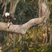 Bald Eagle Having Lunch! by rickster549