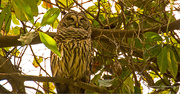 15th Oct 2018 - Barred Owl Taking a Nap!