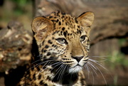 14th Oct 2018 - Leopard Cub