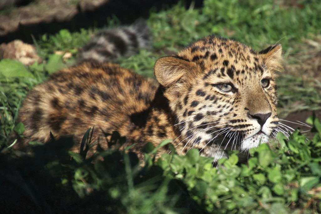 Leopard Cub Eyeing A Bird by randy23