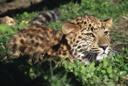 15th Oct 2018 - Leopard Cub Eyeing A Bird