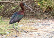 16th Oct 2018 - A Glossy Ibis