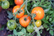 16th Oct 2018 - Last few tomatoes