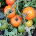 Last few tomatoes by mattjcuk