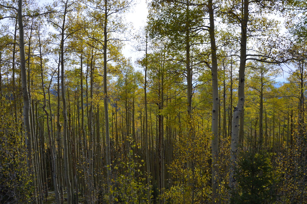 Aspens In The Fall by bigdad