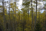 16th Oct 2018 - Aspens In The Fall