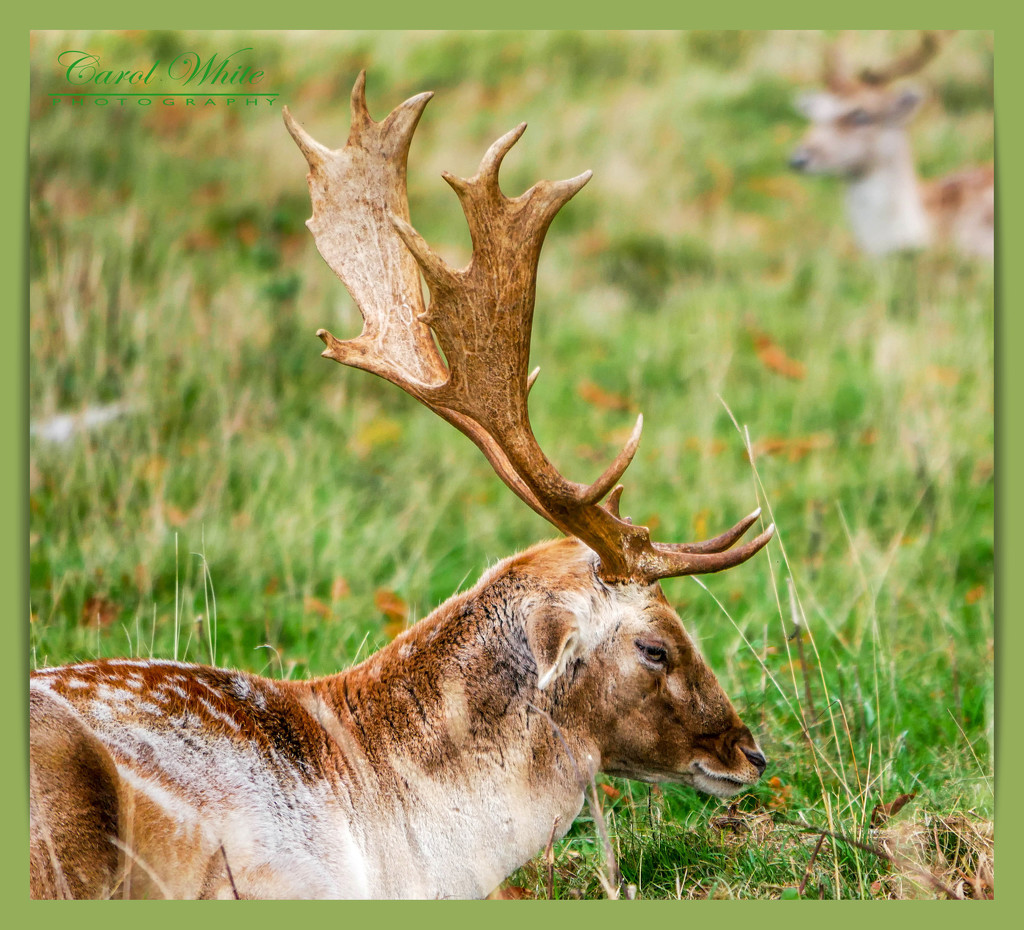 Resting Fallow Stag by carolmw