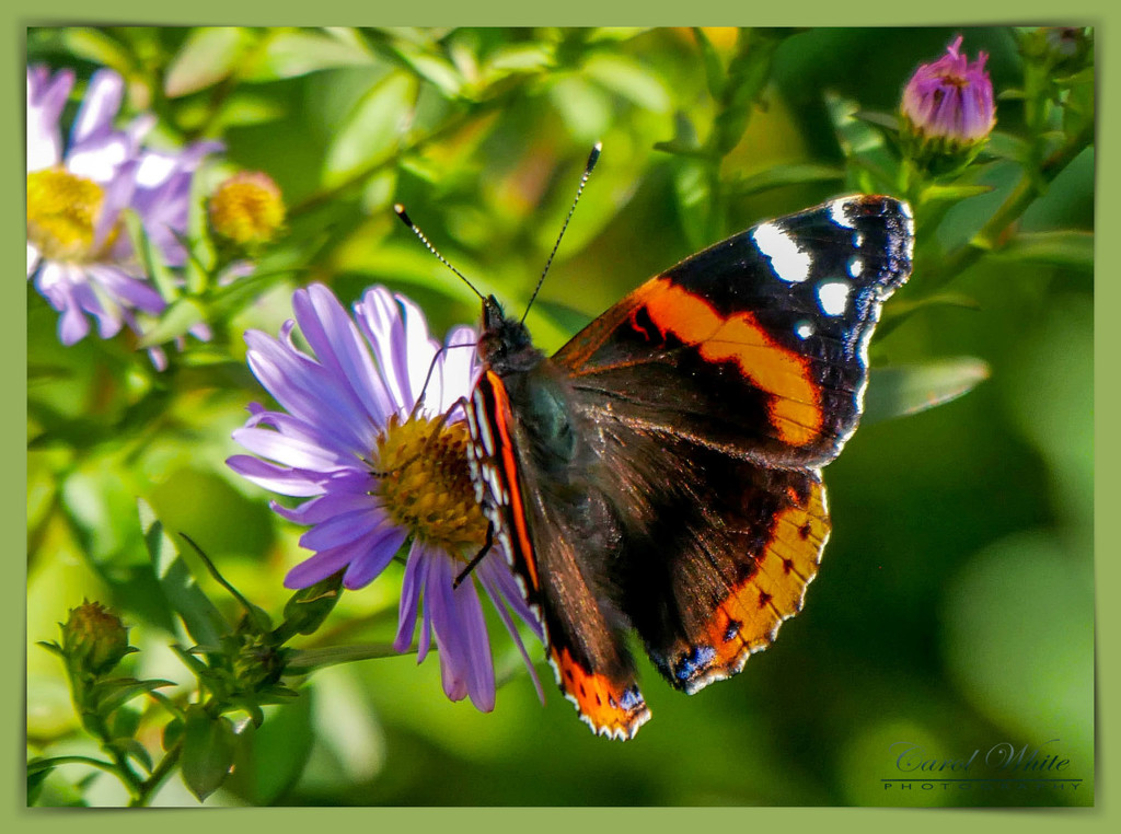 Red Admiral Butterfly by carolmw