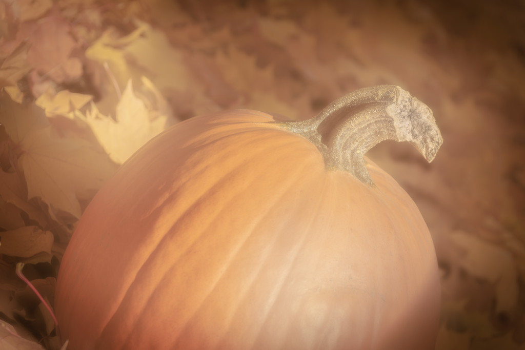 Pumpkin Aglow with Afternoon Light by 365karly1