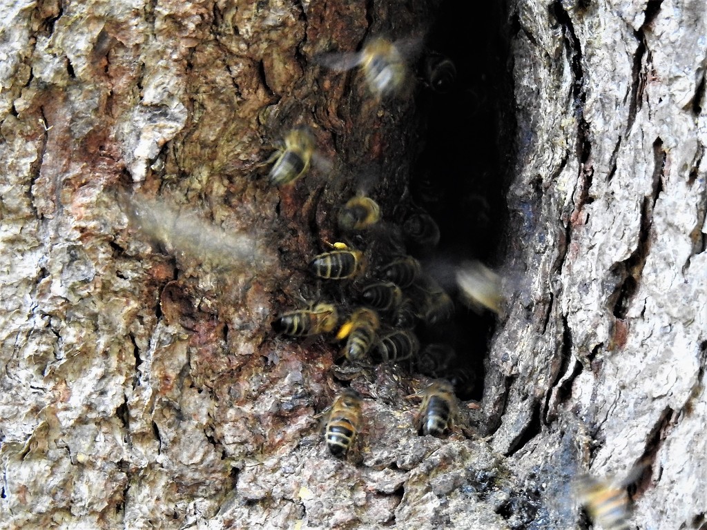  Bee's Nest  by susiemc