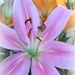 Lilies for Lily! by homeschoolmom