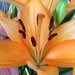 Orange lily by homeschoolmom