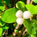 White berries by 365projectdrewpdavies