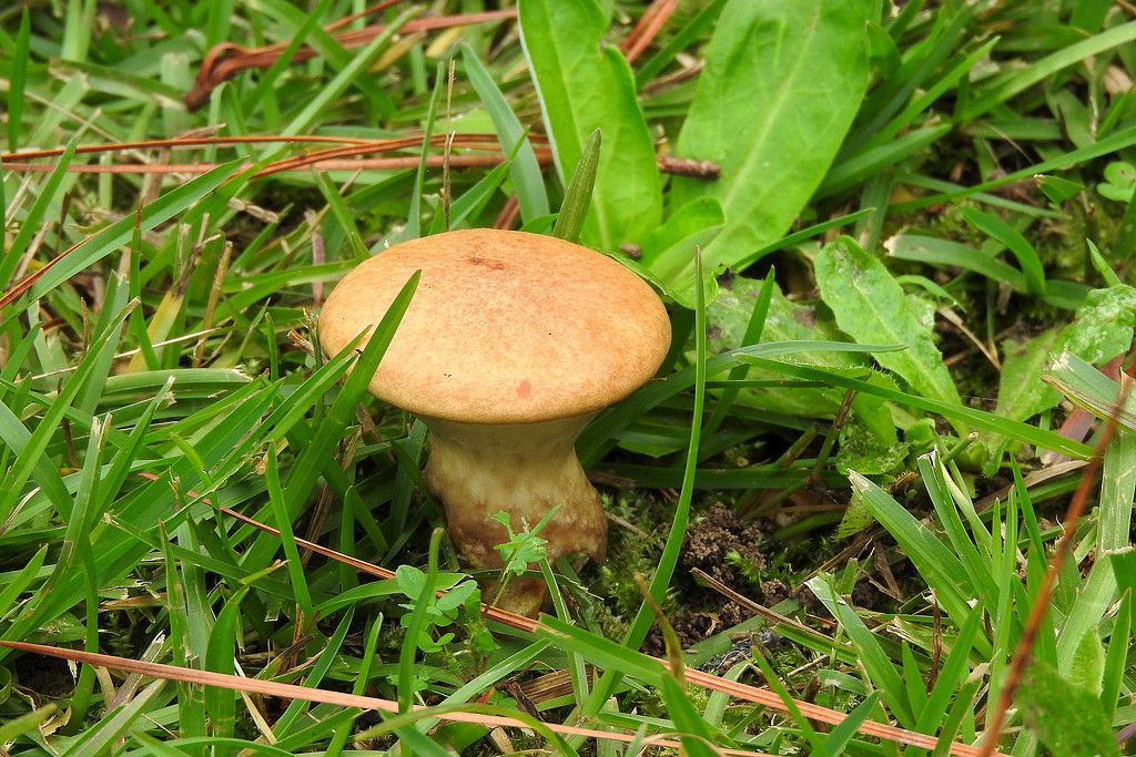 Little toad stool by homeschoolmom