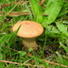 Little toad stool by homeschoolmom