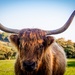 Horny cow by swillinbillyflynn