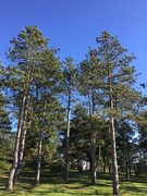 15th Oct 2018 - conifers at the Morton Arboretum 