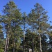 conifers at the Morton Arboretum  by kchuk