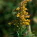 goldenrod by rminer