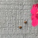 1008_18322 asian beetles by pennyrae